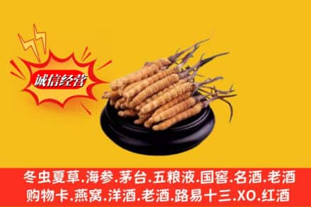 太白县名酒回收冬虫夏草.jpg